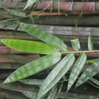 Dendrocalamus giganteus Munro